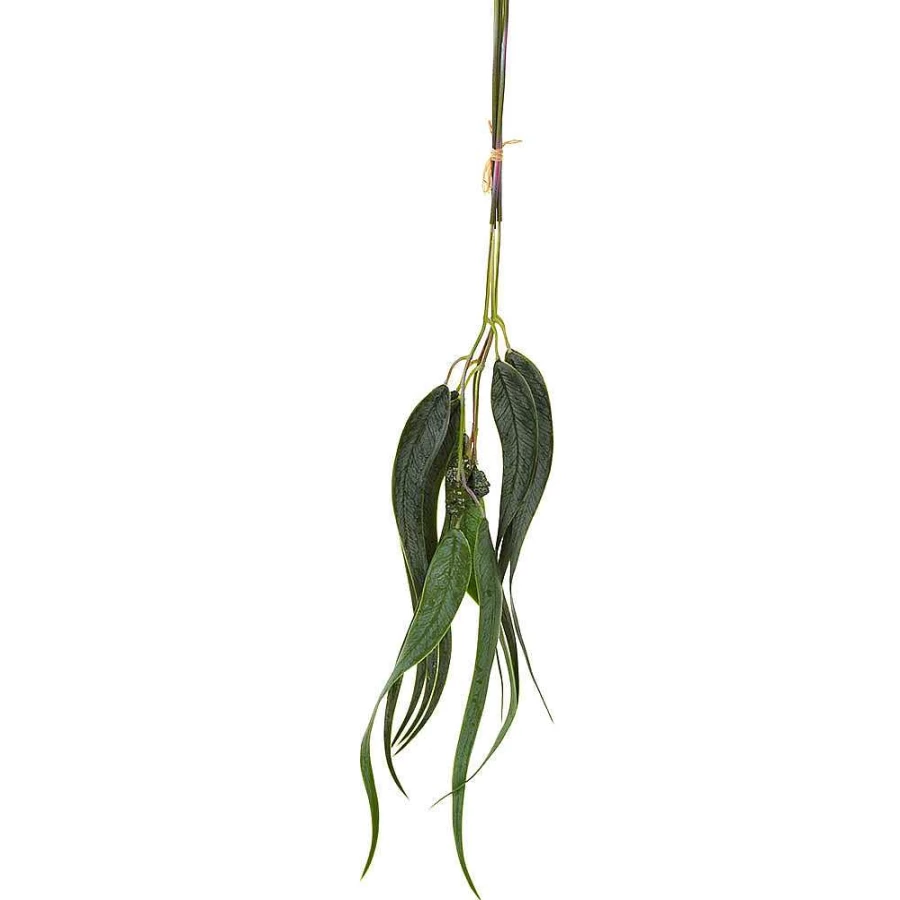 Wheel and Barrow Fresh Eucalyptus Bundle 60cm - Natural Aromatic Stems for Home Decor